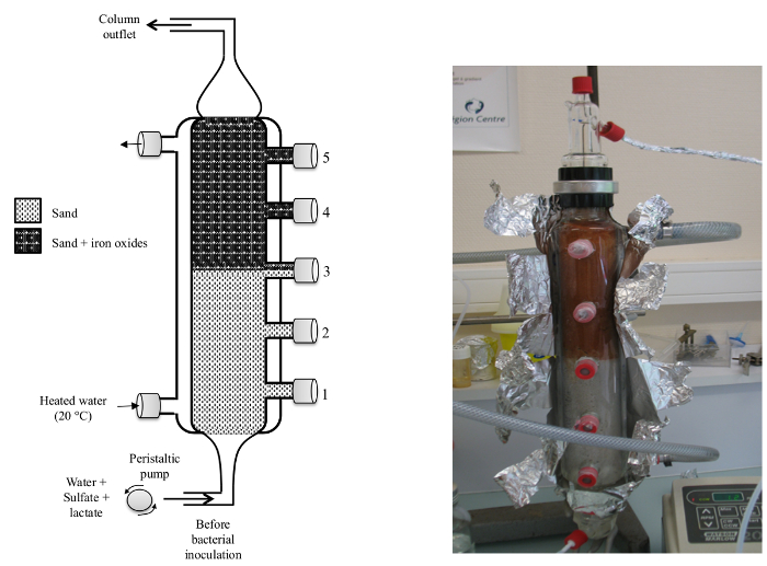 Column chromatography diagram and setup for iron reduction study; sand and iron oxides layers.
