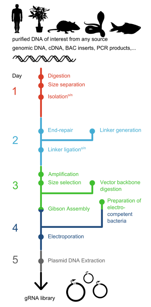 CRISPR library preparation diagram; DNA digestion, ligation, amplification, and plasmid extraction.