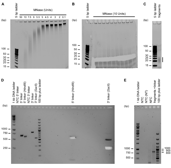 Electrophoresis gel diagram showing DNA fragment separation with MNase digestion; bp ladder visible.