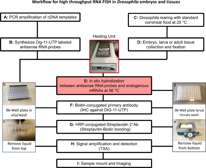 Diagramme de flux de travail pour l’ARN FISH chez la drosophile ; comprend la PCR, l’hybridation, le processus d’imagerie.