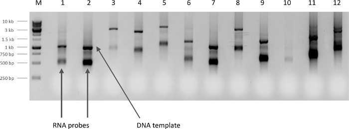 Diagramme d’électrophorèse sur gel, analyse de sonde d’ARN, séparation de matrice d’ADN, biologie moléculaire.