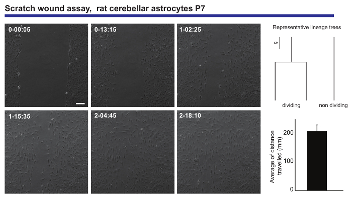 Scratch wound assay; time-lapse; rat astrocytes; cell migration; lineage trees; data analysis chart.