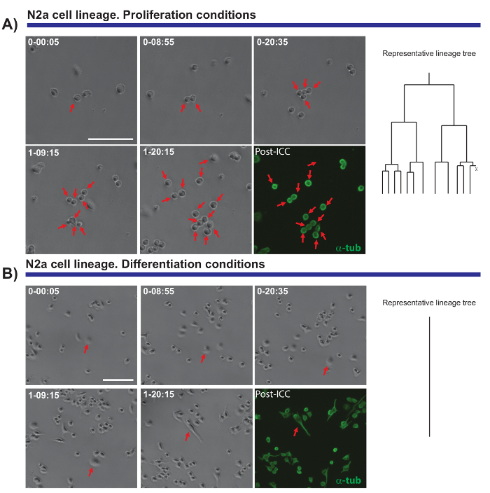 N2a cell proliferation, differentiation analysis; microscope images, lineage tree, ICC staining.