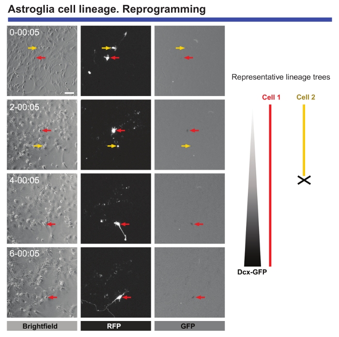 Astroglia cell lineage diagram, RFP/GFP imaging, lineage reprogramming, developmental biology.