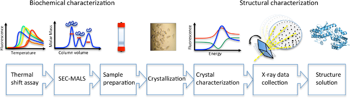 figure-results-1 Biochemical and structural characterization diagram; SEC-MALS, crystallization, X-ray data collection.