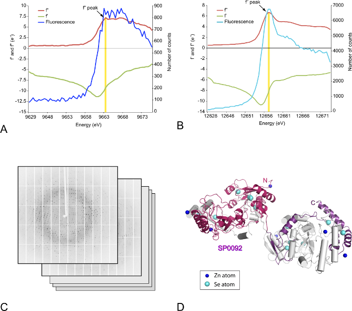 figure-results-4 X-ray absorption spectrum charts, diffraction pattern, and protein structure with Zn and Se atoms diagram.
