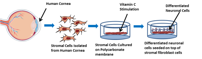 Corneal Tissue Engineering: An In Vitro Model of the Stromal-nerve ...