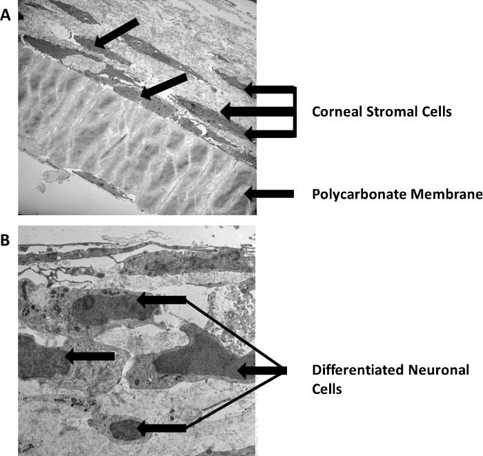 Corneal Tissue Engineering: An In Vitro Model of the Stromal-nerve ...
