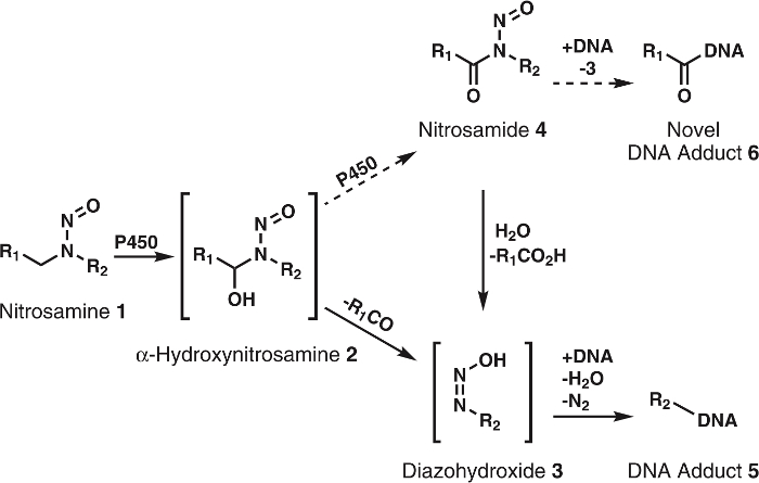 Nitrosamine activation mechanism; reaction diagram shows DNA adduct formation steps and intermediates.