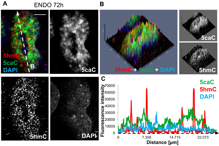 Fluorescence microscopy, 5hmC and 5caC detection; 3D surface plot, intensity graph analysis.