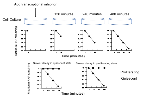 Transcription inhibitor effect on mRNA decay; line graphs; cell culture experiment results.