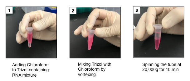 RNA extraction process: Trizol and chloroform mixing, vortexed, and centrifuged at 20,000g.