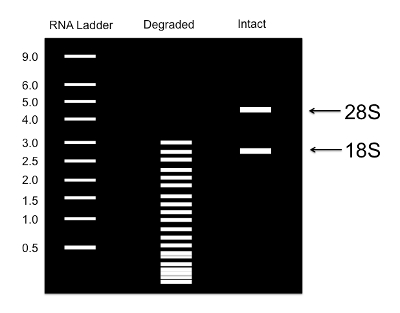 RNA integrity analysis; electrophoresis gel diagram with 28S, 18S bands, RNA ladder comparison.