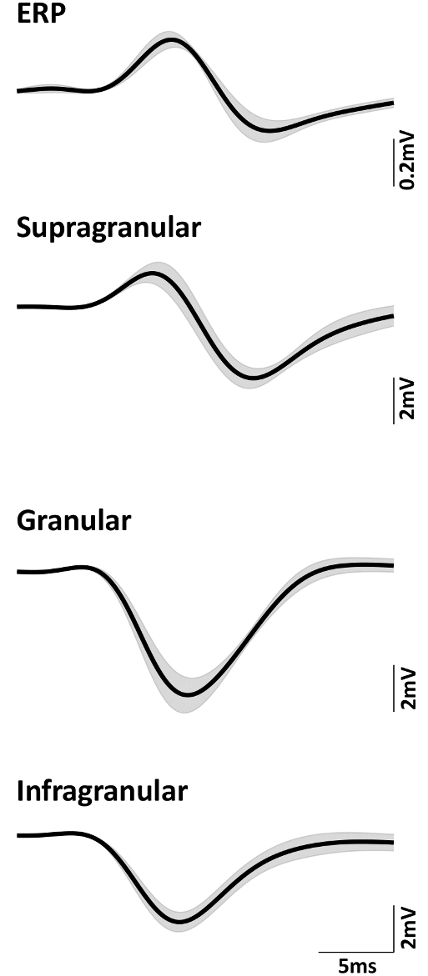 figure-results-1 ERP waveforms diagram; brain signal layers: supragranular, granular, infragranular; voltage scale.