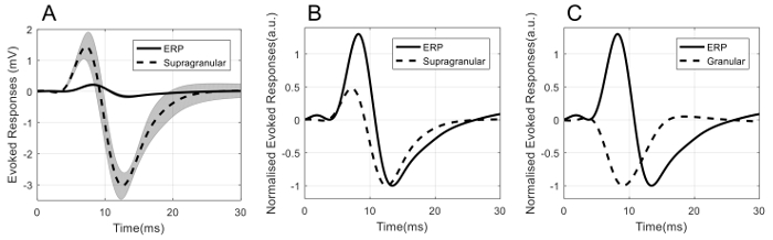 figure-results-2 Evoked responses in ERP graphs showing supragranular and granular data over time in milliseconds.