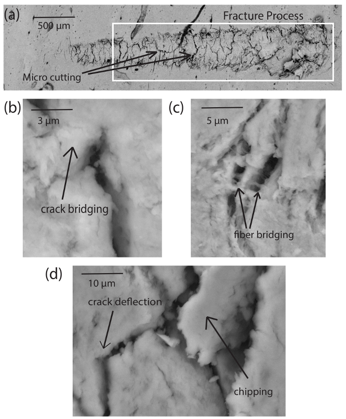 Fragility Assessment of Bovine Cortical Bone Using Scratch Tests