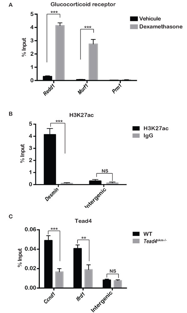 figure-results-3 柱状图;糖皮质激素受体分析;地塞米松影响;H3K27ac,Tead4 表达。