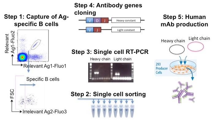 Generation of Discriminative Human Monoclonal Antibodies from Rare ...