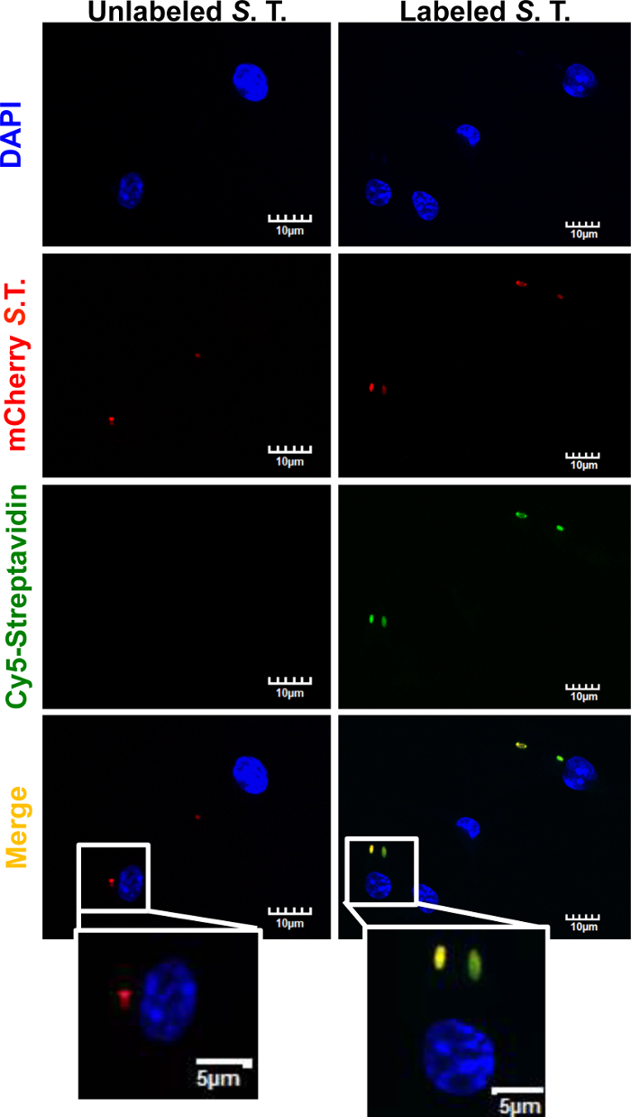 figure-results-1 Fluorescence microscopy diagram of labeled/unlabeled cells with DAPI, mCherry, Cy5-Streptavidin.