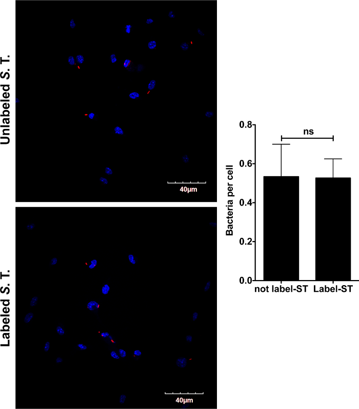 figure-results-2 Microscopy fluorescence image of labeled vs. unlabeled cells and bacterial count graph; 40μm scale.