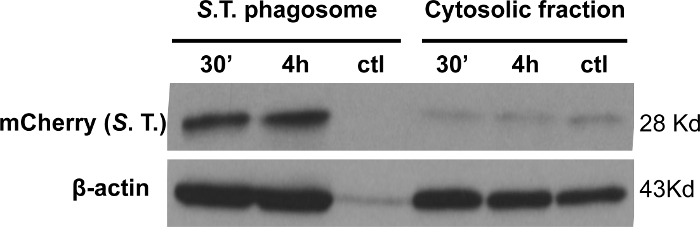 figure-results-4 Western blot analysis; mCherry protein detection; phagosome vs cytosolic; protein expression levels.