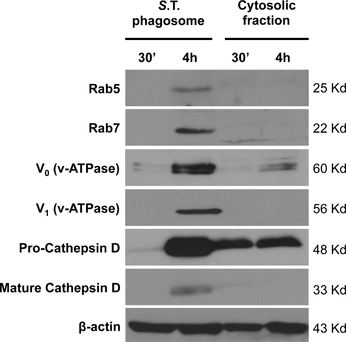 figure-results-5 Western blot analysis showing protein expression in phagosome and cytosolic fractions over time.