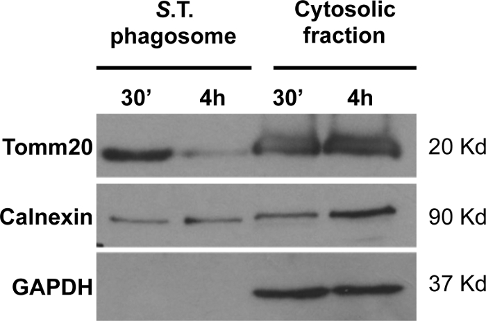 figure-results-6 Western blot results; Tomm20, Calnexin, GAPDH; S.T. phagosome vs cytosolic fraction over time.