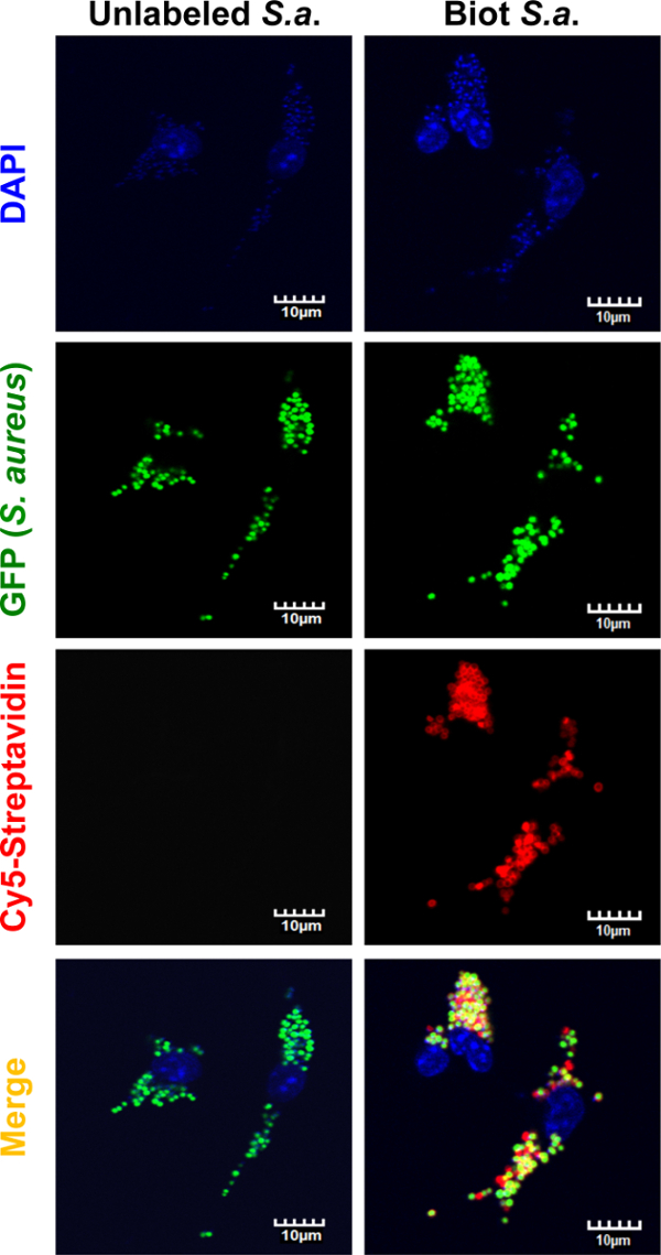 figure-results-7 Fluorescence microscopy of S. aureus; DAPI, GFP, Cy5-streptavidin; unlabeled vs. biotin-labeled.