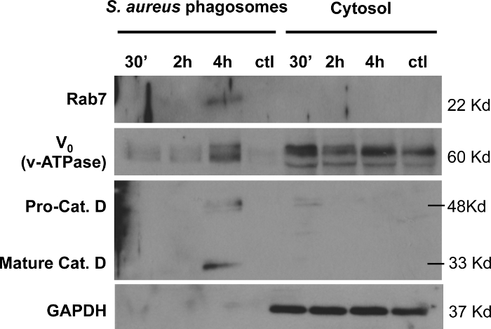 figure-results-8 Western blot analysis; protein expression in S. aureus phagosomes vs cytosol; Rab7, v-ATPase, Cat D.