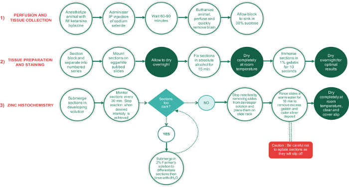 figure-protocol-1 灌注与组织采集流程图;锌组织化学过程;组织染色步骤。