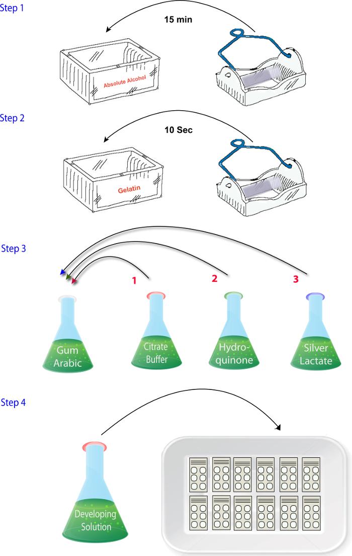 figure-protocol-2 照相乳剂涂布过程示意图:酒精、明胶浸渍;混合物制备;显影。