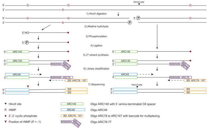 DNA sequencing process diagram: Hincll digestion, ligation, and library amplification steps.