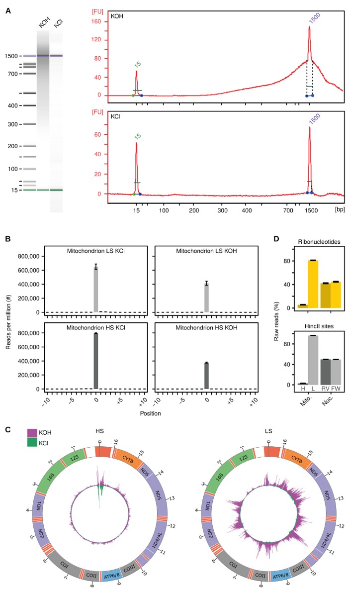 Electrophoresis, chromatogram analysis, mitochondrial ribonucleotide mapping, visual data comparison.