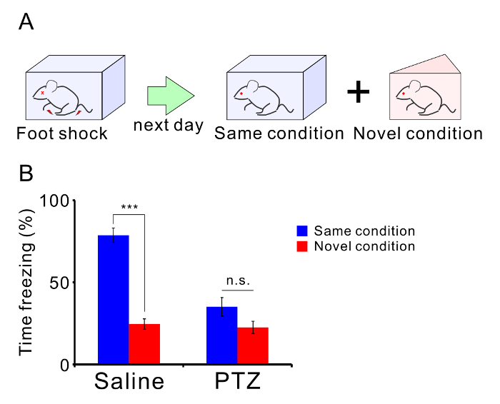 Mouse behavior experiment showing foot shock setup and time freezing bar graph results.