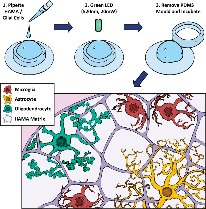 Hydrogel formation process diagram with LED activation for glial cell encapsulation in HAMA matrix.