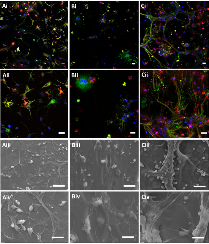 Fluorescence microscopy of neural cells; multicolor labelling; cellular ultrastructure visualization.