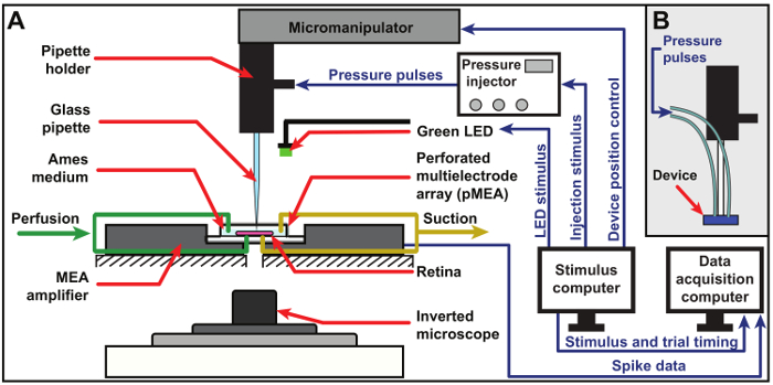 figure-protocol-1 Retina stimulation setup with pMEA, pressure injector, LED; diagram for electrophysiology study.