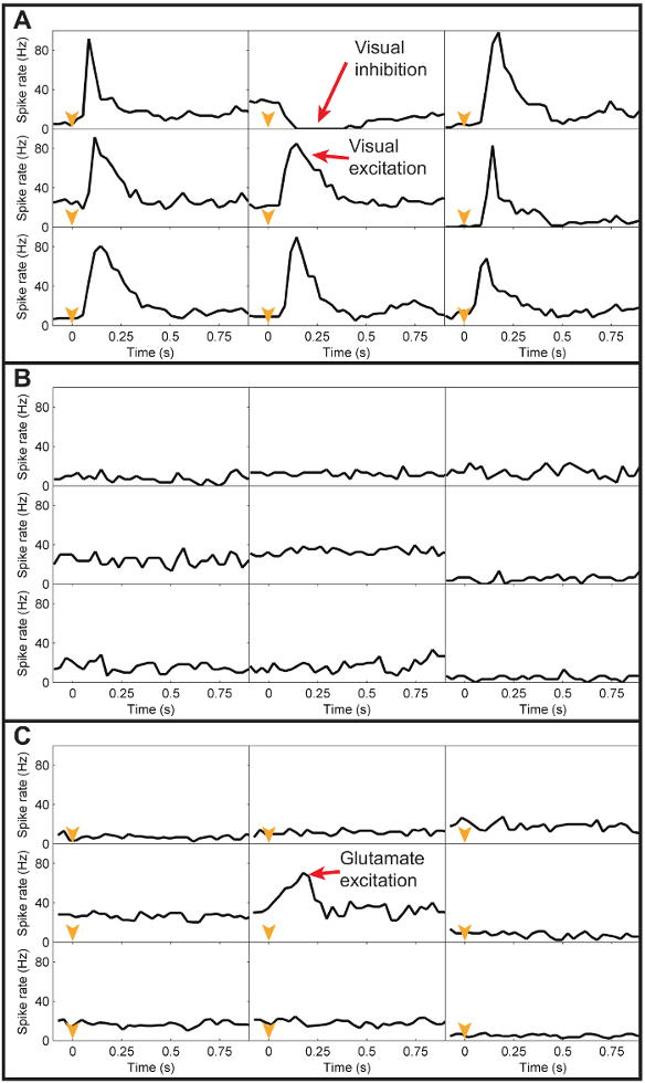 figure-protocol-10 Neural spike rate analysis chart; visual inhibition, excitation data; diagram; electrophysiology results.