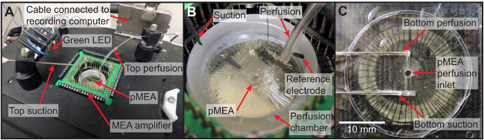 figure-protocol-3 Microelectrode array setup; top perfusion, pMEA, amplifier; electrophysiology experiment.