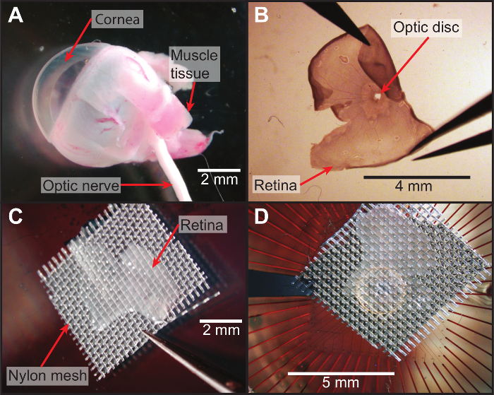 figure-protocol-4 Retina dissection diagram showing cornea, optic nerve, optic disc, nylon mesh; retinal study.