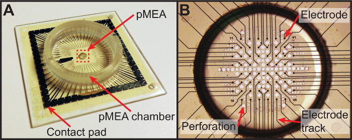 figure-protocol-5 pMEA diagram, contact pad and chamber setup for electrode analysis in electromicrography research.