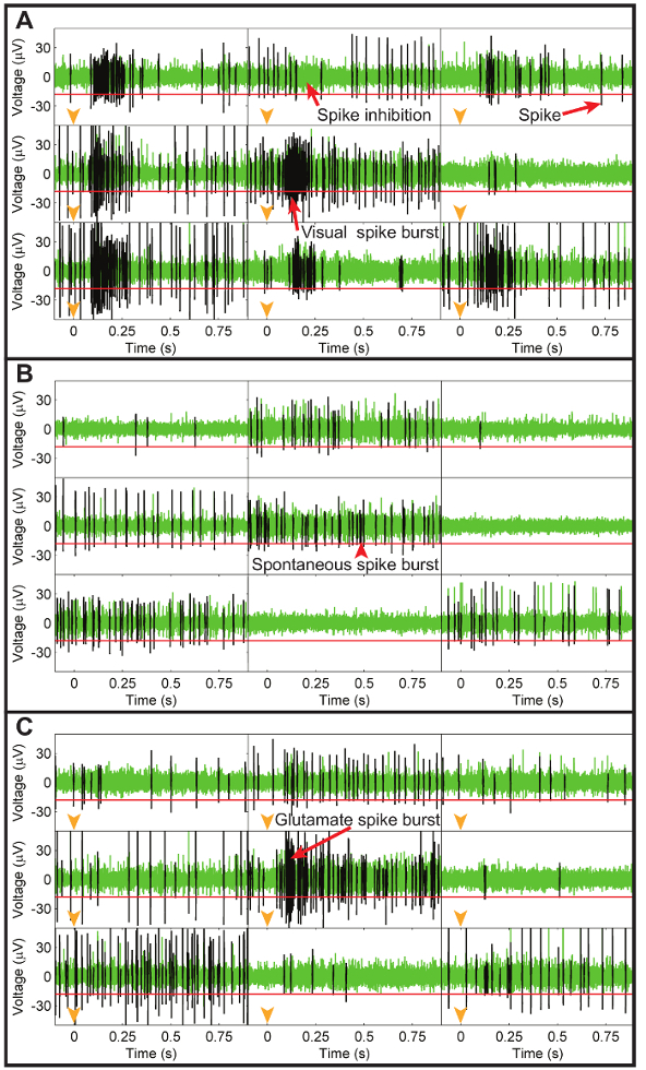 figure-protocol-9 Neural spike train graph; voltage vs time; analyze spike inhibition, visual burst, glutamate response.