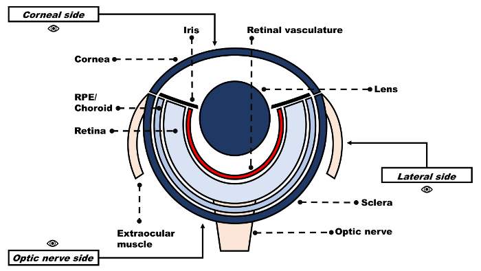 figure-introduction-1 Eye anatomy cross-section diagram; labels cornea, retina, lens, optic nerve, sclera, iris.