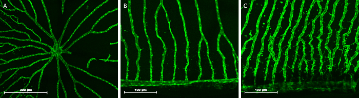 figure-results-2 Neuronal structure analysis; fluorescence microscopy images showing dendritic pattern and growth.