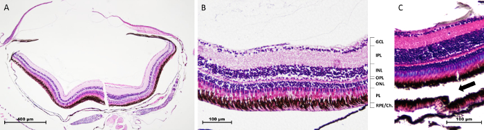 figure-results-3 Histology of mouse retinal layers; H&E stained sections; microscopy analysis of cellular structure.