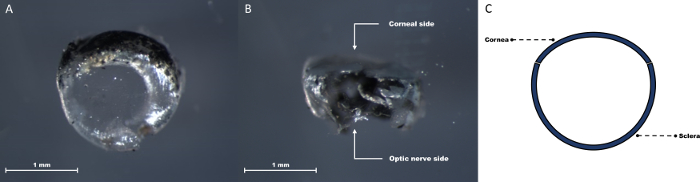 figure-protocol-5 Ocular structure analysis, microscope images, labeled diagram of corneal and optic nerve sides.