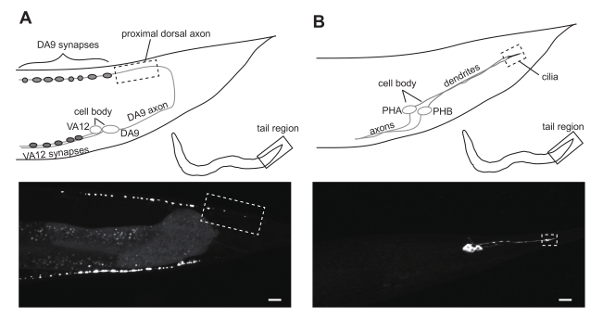 Immobilization of Caenorhabditis elegans to Analyze Intracellular ...