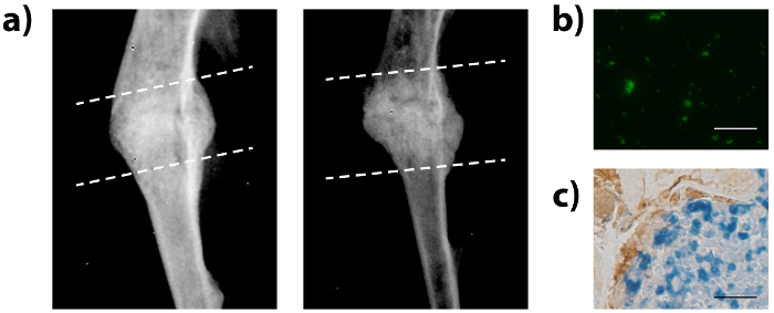 figure-results-5 Bone X-ray imaging; fluorescence microscopy; histological staining analysis of tissue samples.