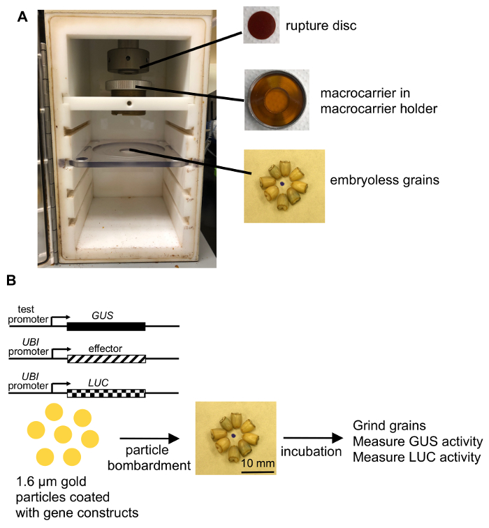 Measuring Gene Expression in Bombarded Barley Aleurone Layers with ...
