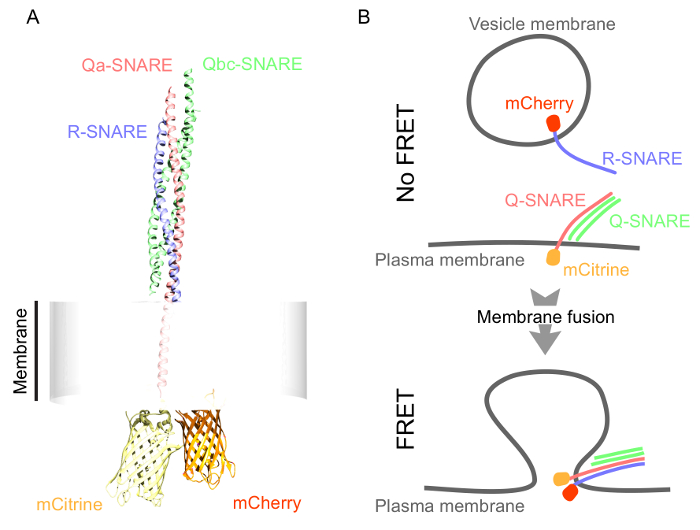 figure-results-1 Membrane fusion diagram with SNARE proteins, mCherry, mCitrine, FRET process, vesicle-plasma interface.